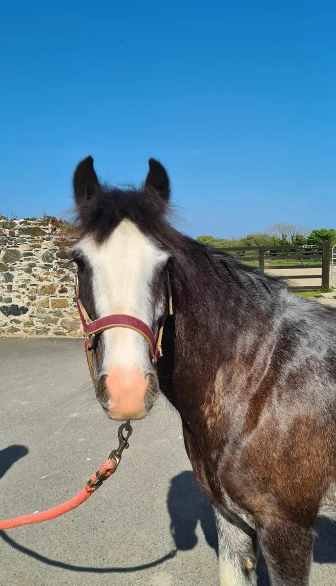 Buddy Lot 402 Clifden Sat 29th - Image 4