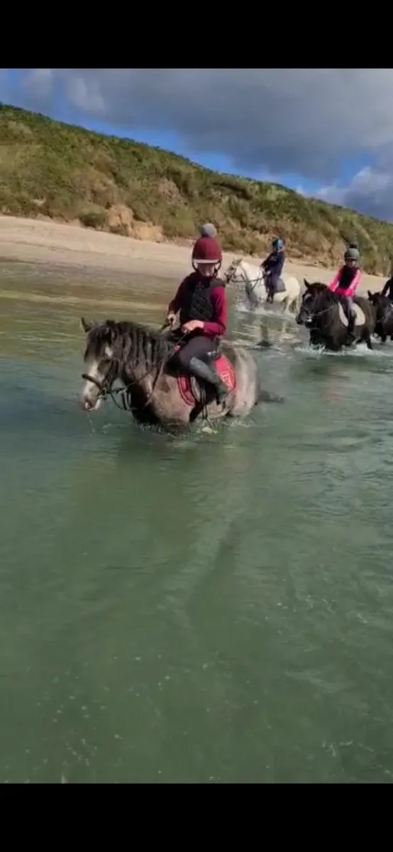 "Buddy" Great Child's Pony - Image 4