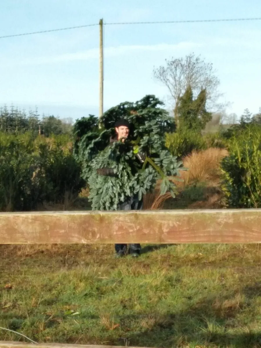 Christmas Trees, Real, Fresh - Image 2