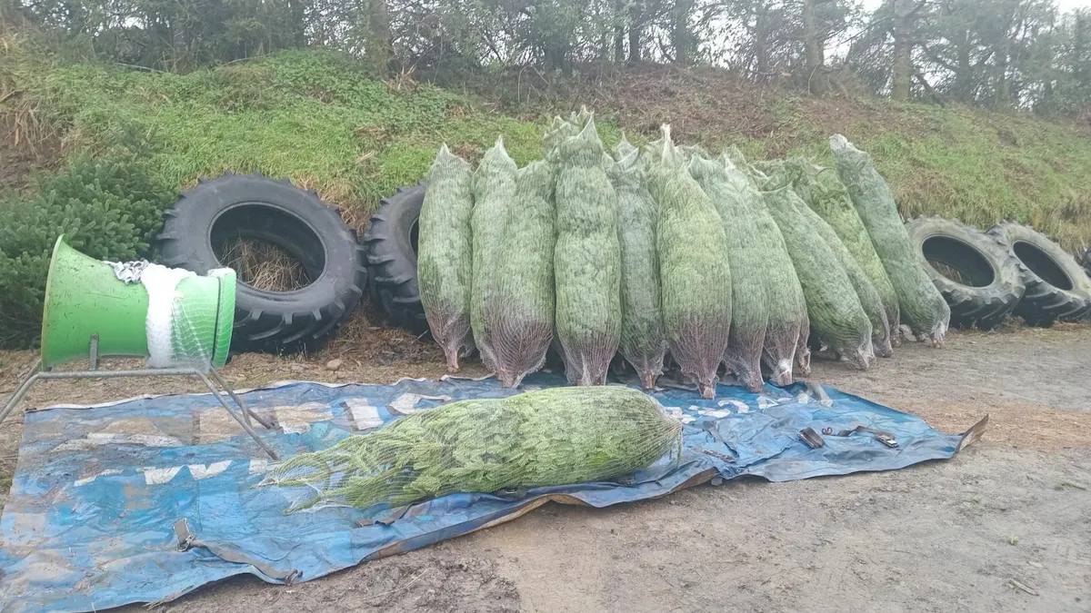 Christmas Trees, Real, Fresh - Image 3