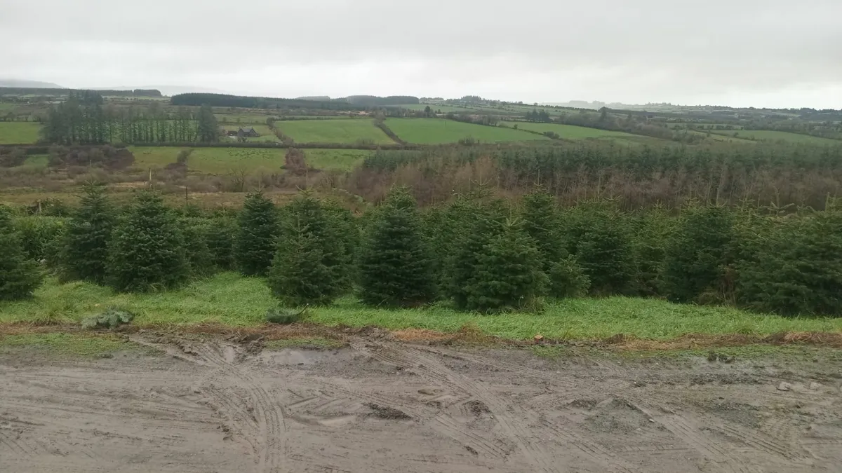 Christmas Trees, Real, Fresh - Image 1