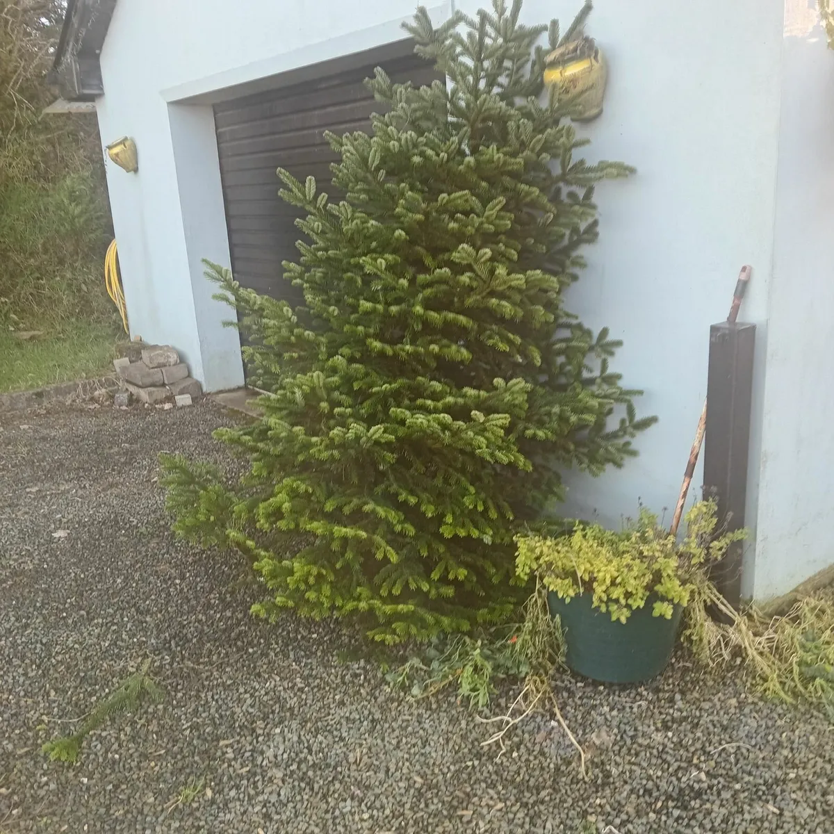 Christmas Trees, Real, Fresh - Image 4