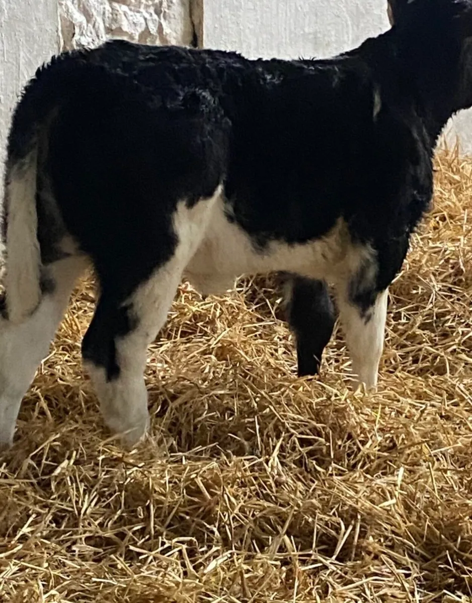 C M C THE HOME OF QUALITY AUTUMN BORN SUCK CALVES - Image 3