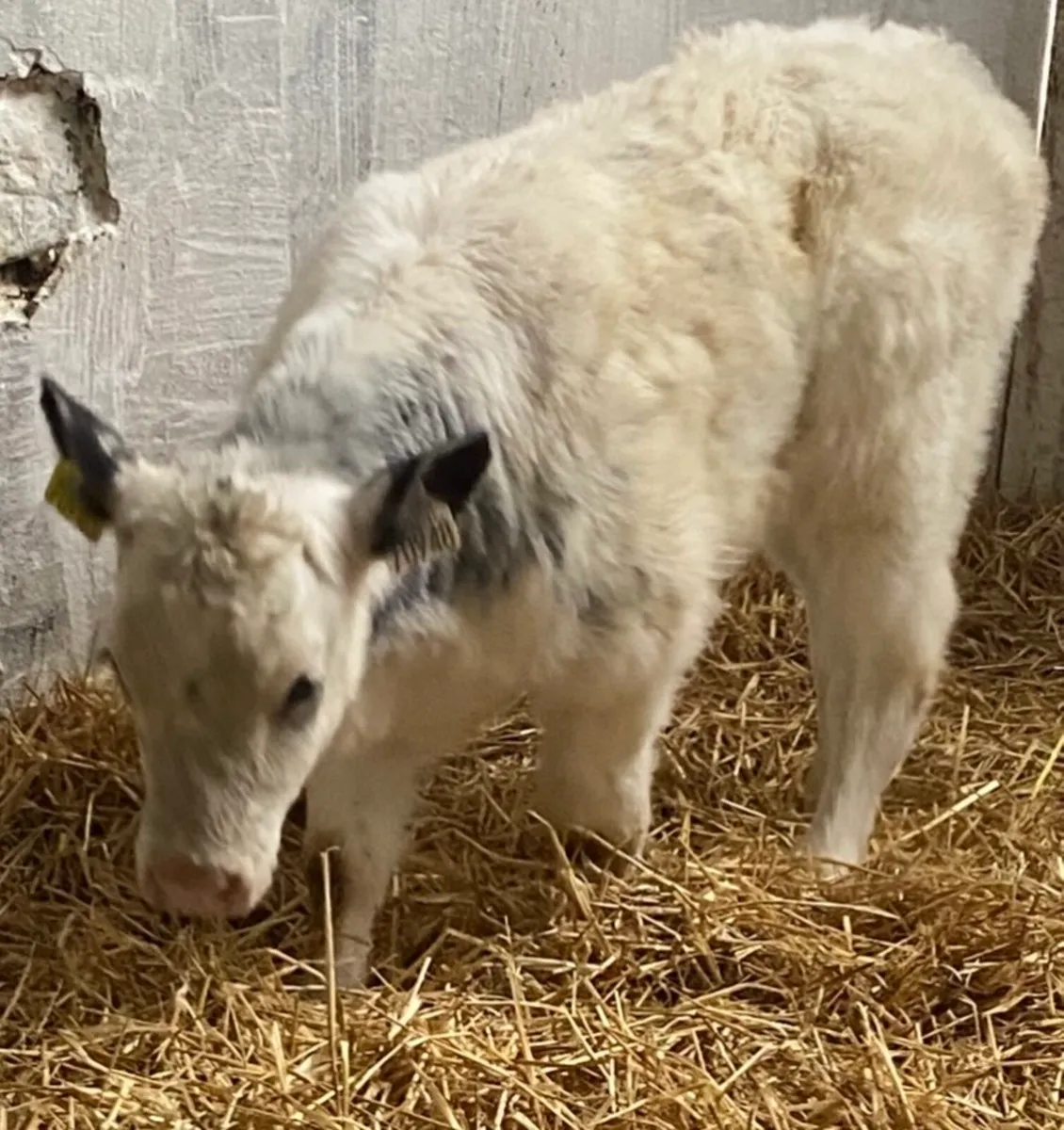 C M C THE HOME OF QUALITY AUTUMN BORN SUCK CALVES - Image 4