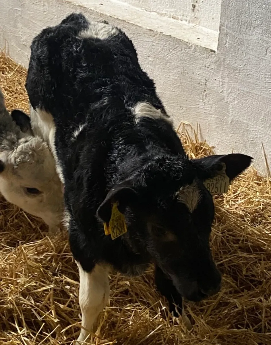 C M C THE HOME OF QUALITY AUTUMN BORN SUCK CALVES - Image 2