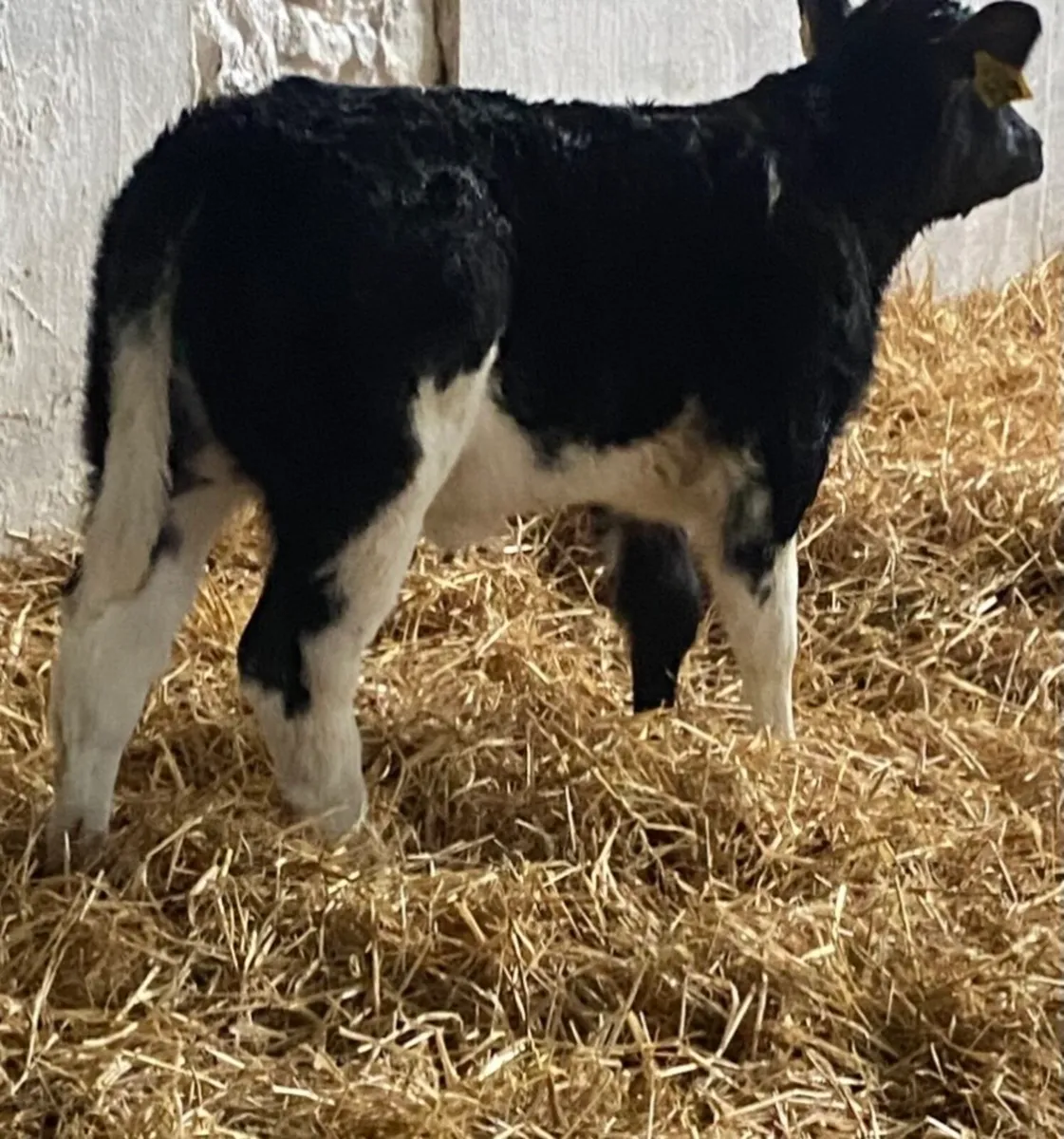 C M C THE HOME OF QUALITY AUTUMN BORN SUCK CALVES - Image 1