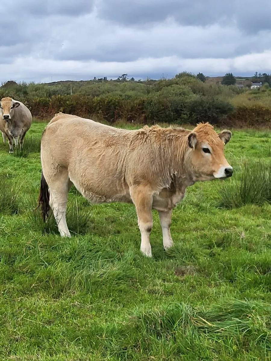 Purebred Aubrac Heifers - Image 2