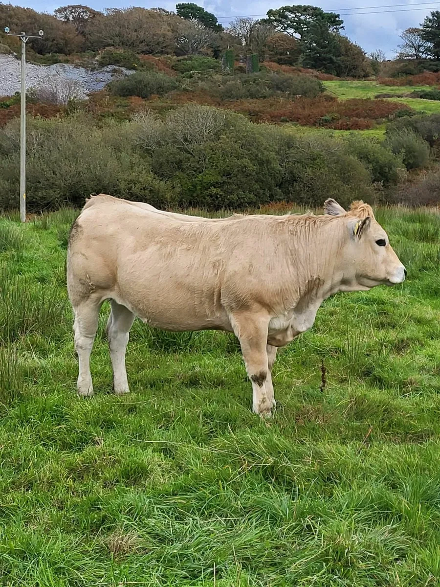 Purebred Aubrac Heifers - Image 3