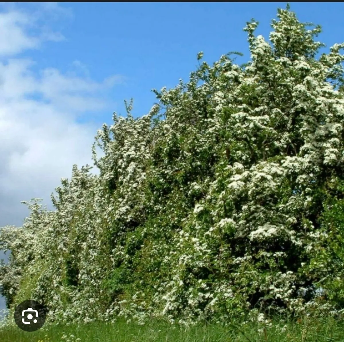 Tree and hedge planting service - Image 4