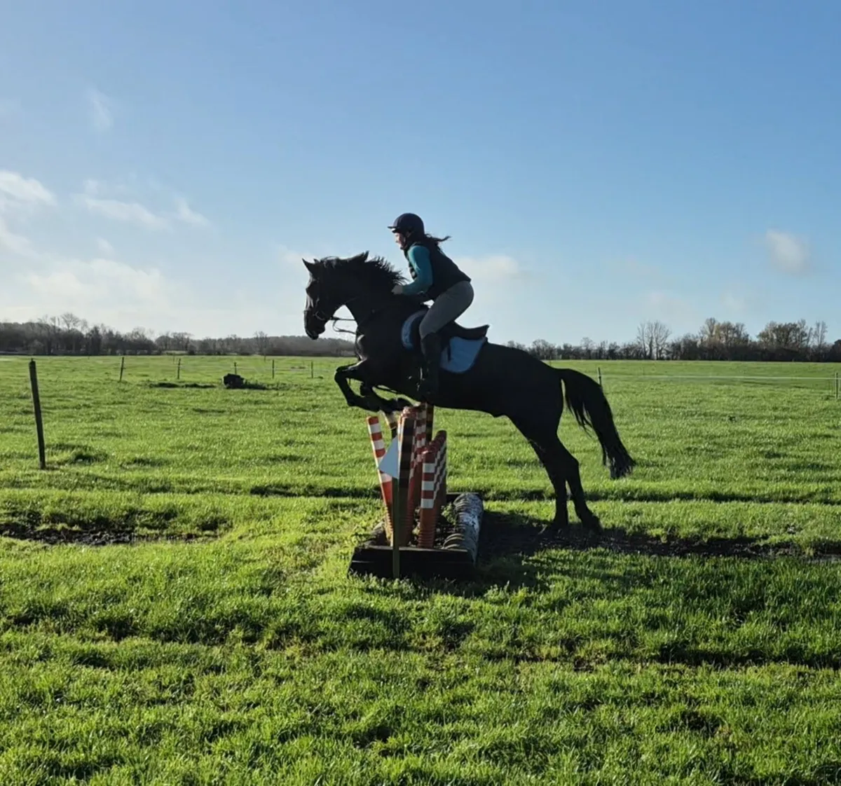 Smart little gelding! - Image 2