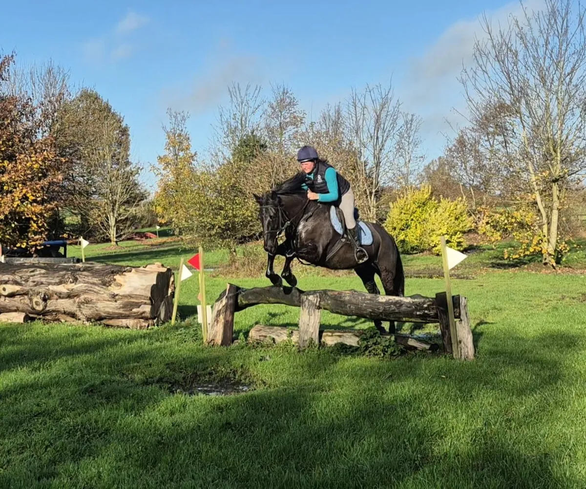 Smart little gelding! - Image 1