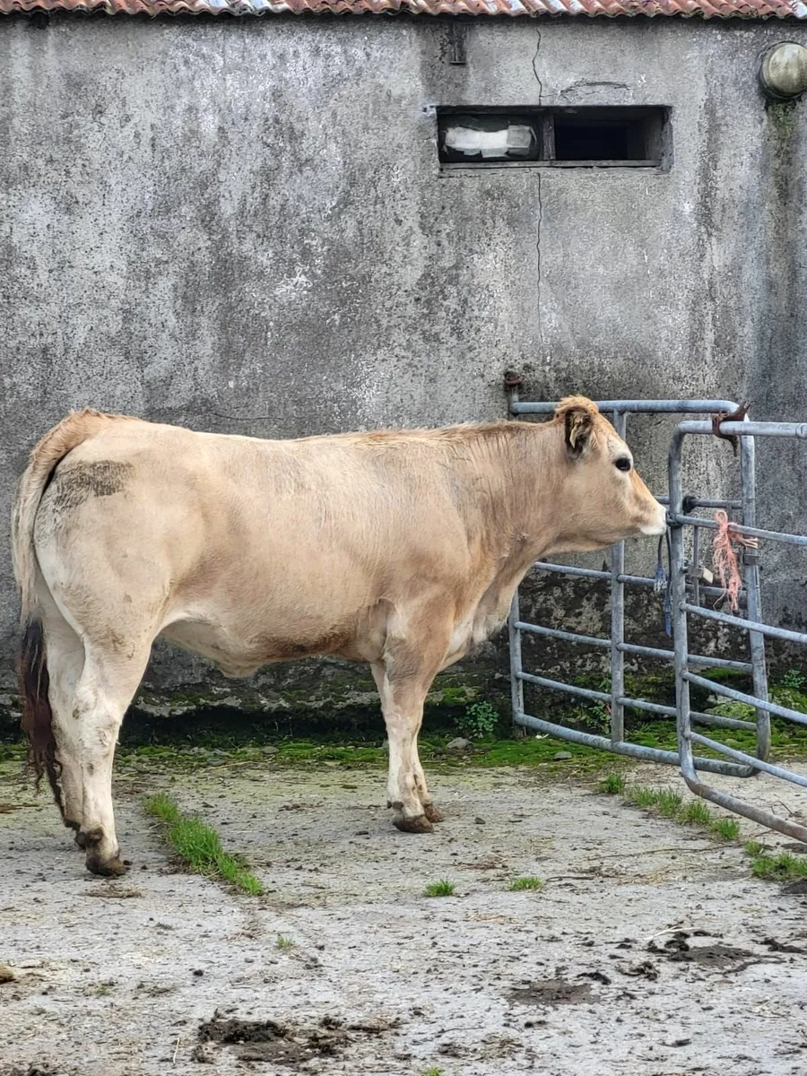 Purebred Aubrac Heifers - Image 1