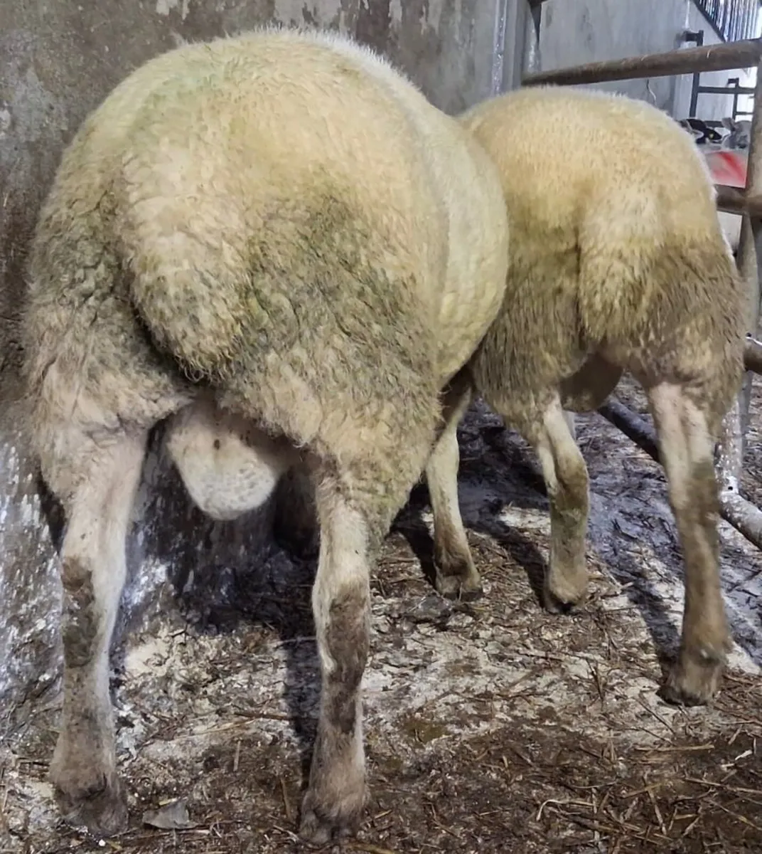 2 Texel Rams - Image 3