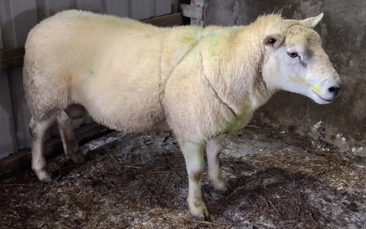 2 Texel Rams - Image 2