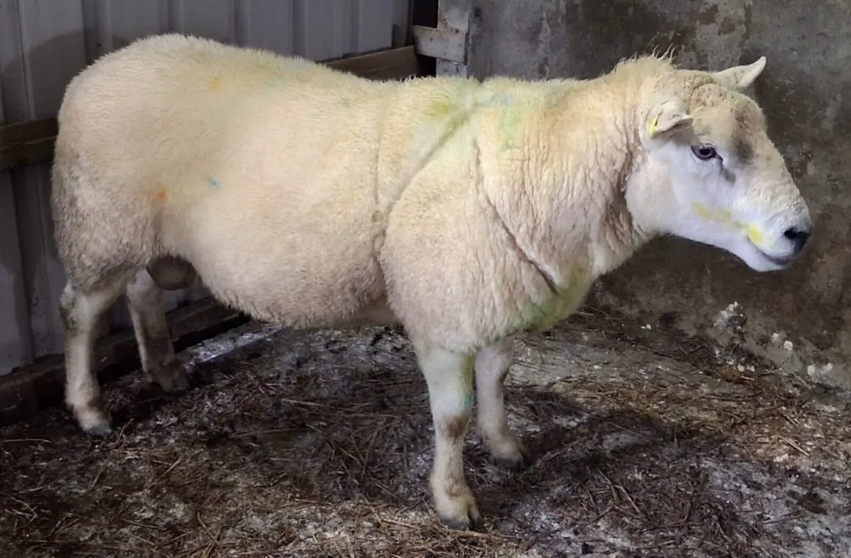 2 Texel Rams - Image 4