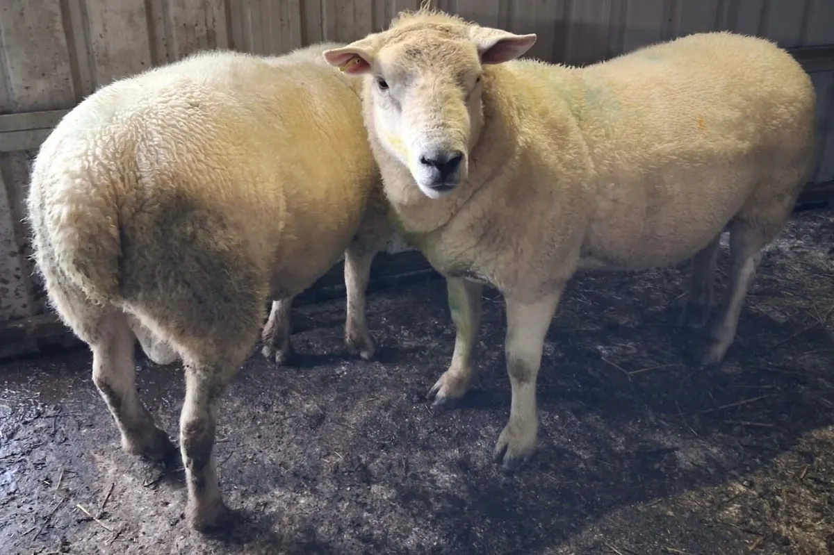 2 Texel Rams - Image 1