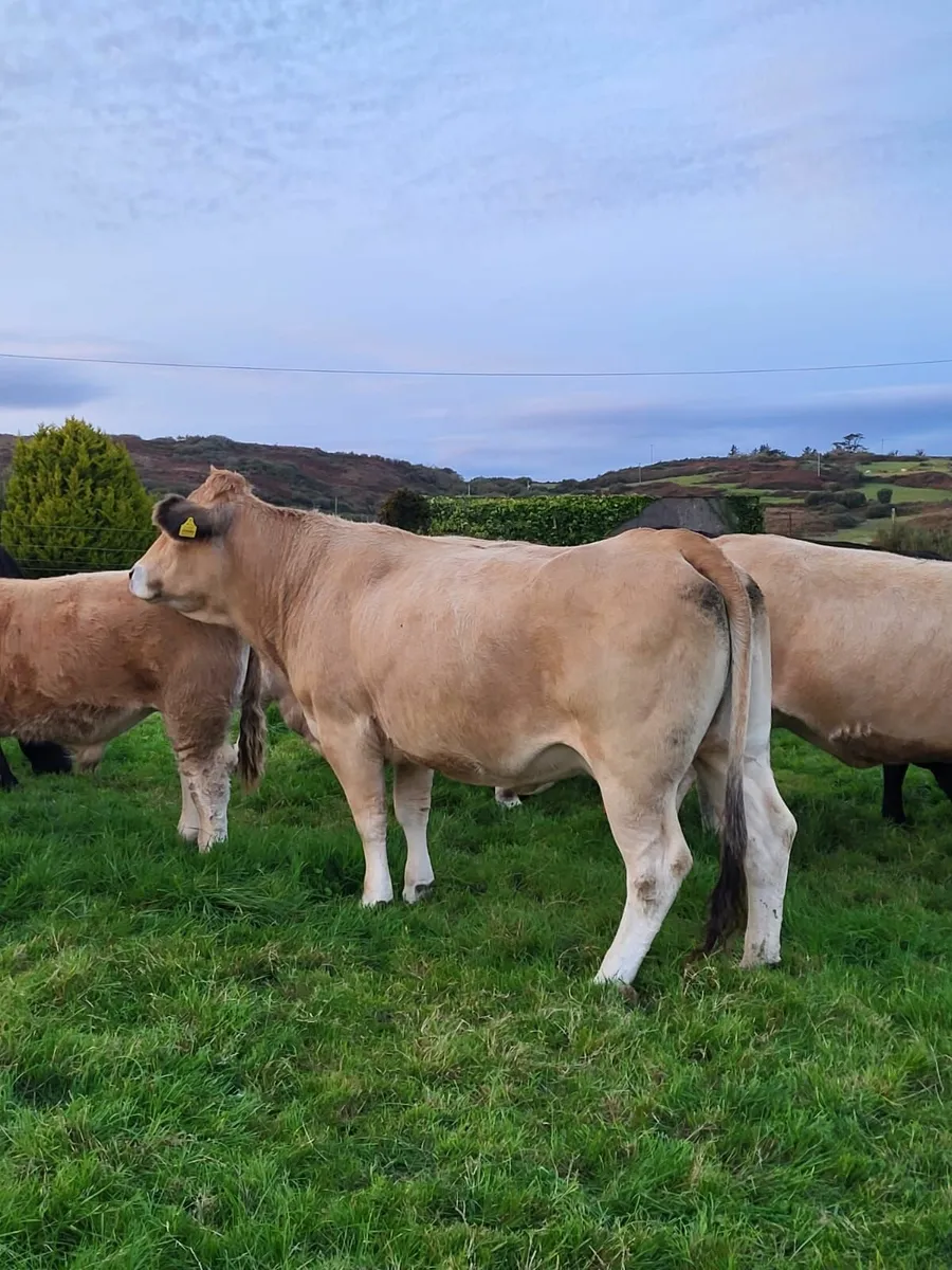 Purebred Aubrac Heifers - Image 4