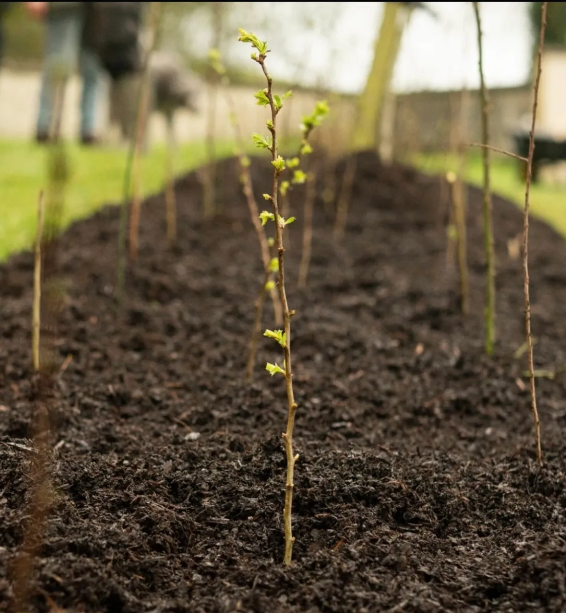 Tree and Hedge planting - Image 2