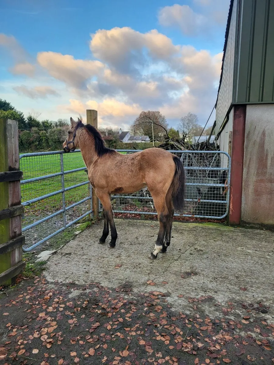 Dun Irish Sport Horse Filly Foal - Image 2