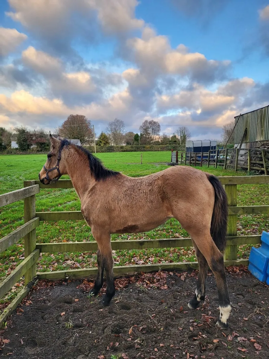Dun Irish Sport Horse Filly Foal - Image 3