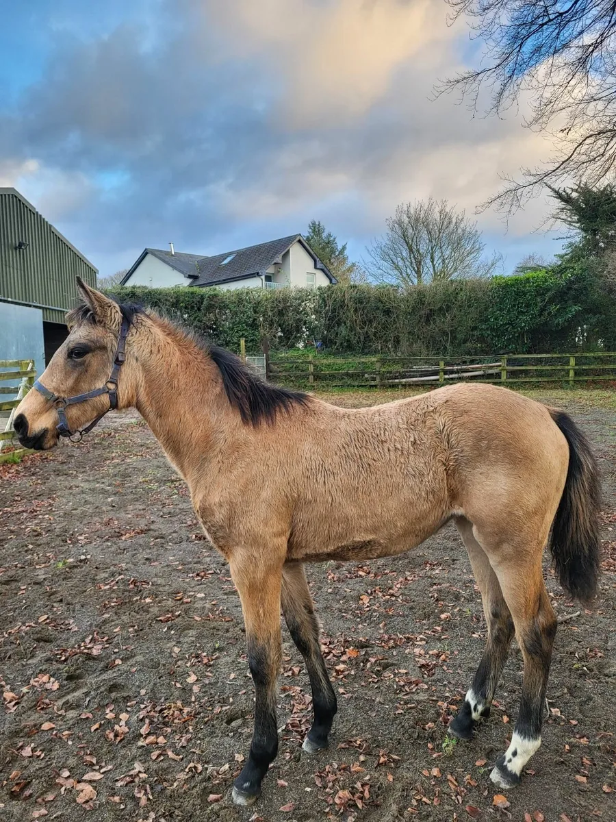 Dun Irish Sport Horse Filly Foal - Image 1