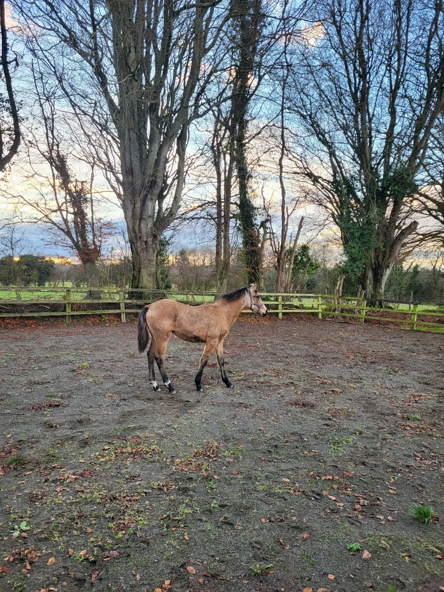Dun Irish Sport Horse Filly Foal - Image 4