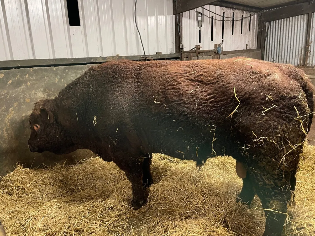 PB 4* Saler Bull  Sale date cancelled - Image 2