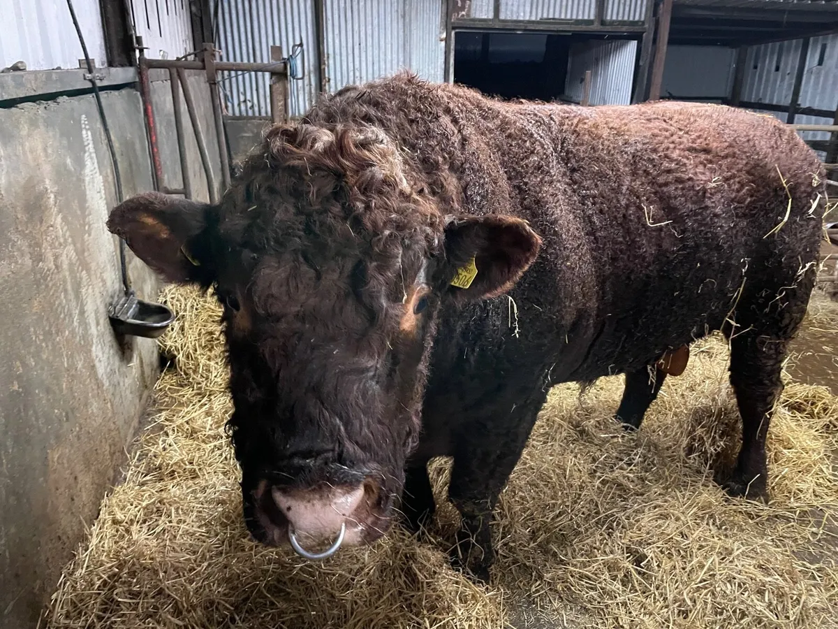 PB 4* Saler Bull  Sale date cancelled - Image 3