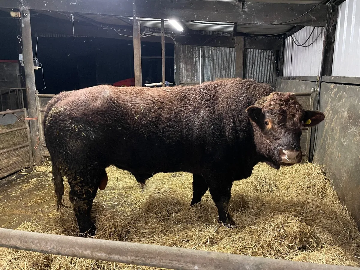 PB 4* Saler Bull  Sale date cancelled - Image 4