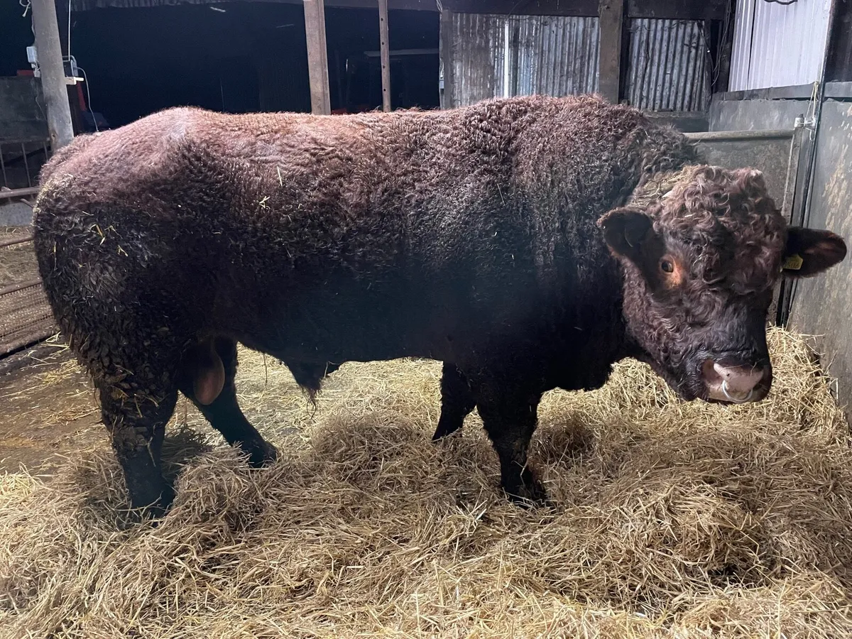 PB 4* Saler Bull  Sale date cancelled - Image 1