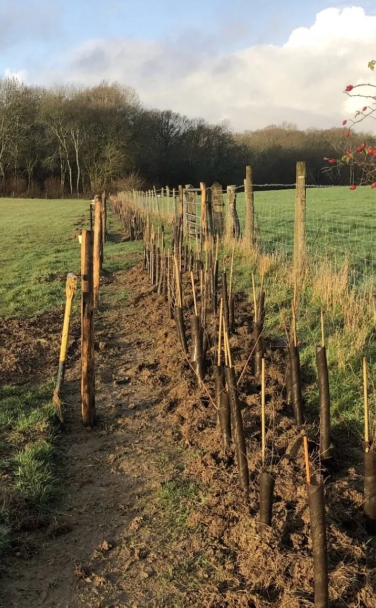 Tree and hedge Planting service - Image 1