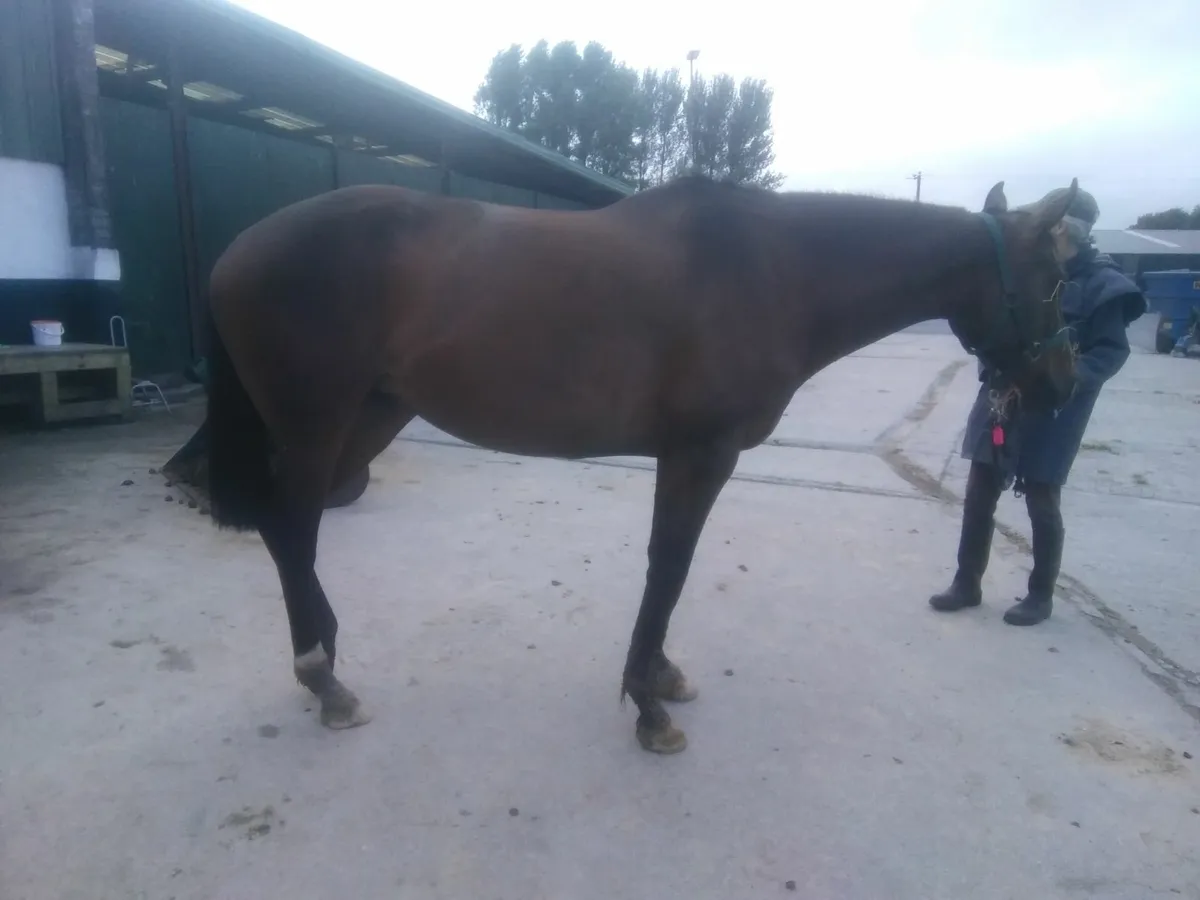 Horse for sale - Image 2