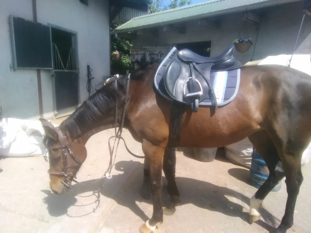 Horse for sale - Image 1