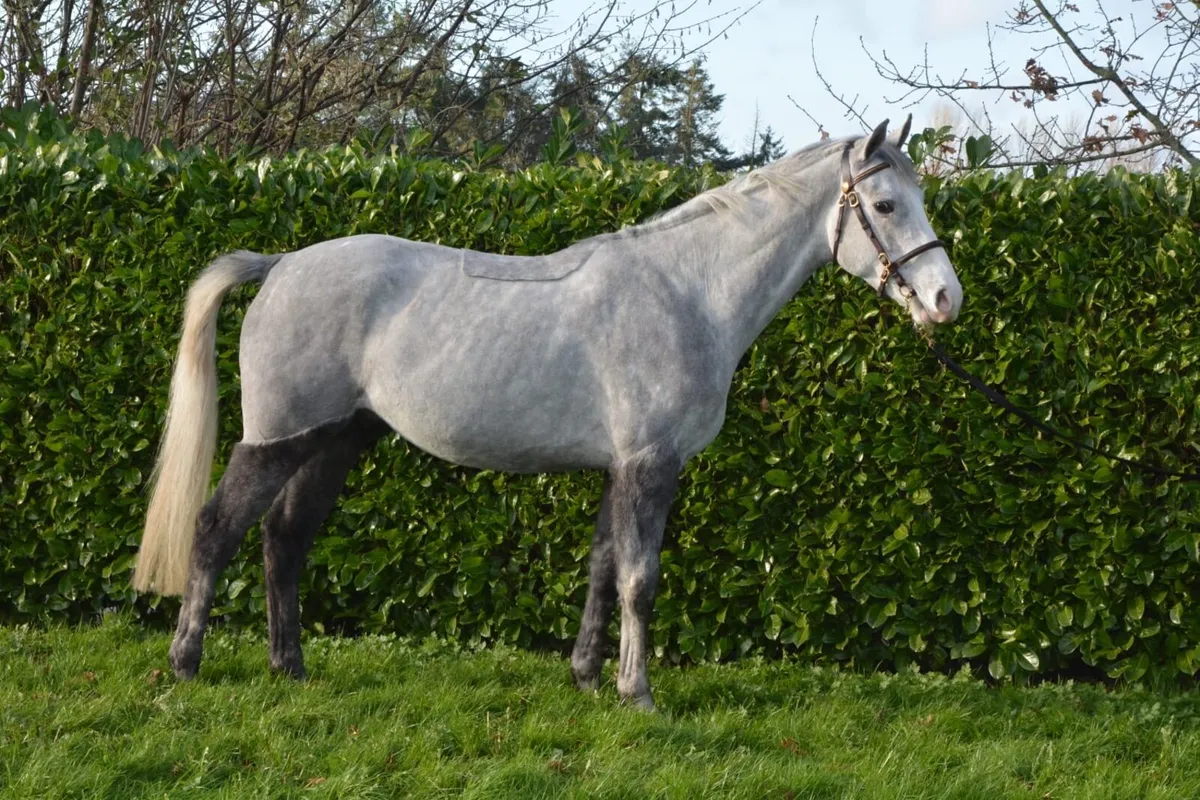 Lot 222 5th December Goresbridge - Image 1