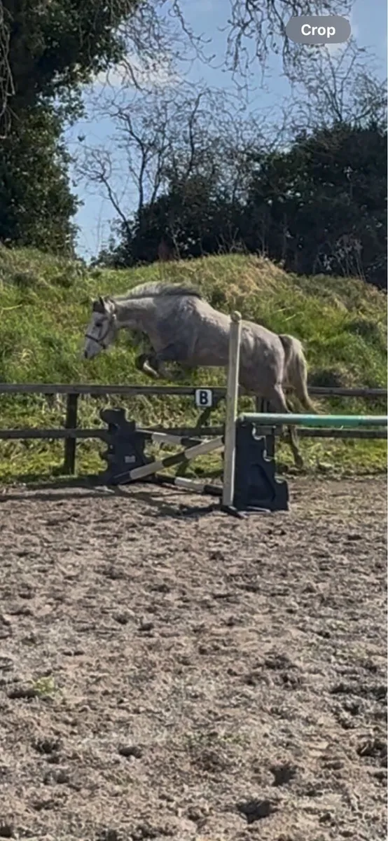 Lot 222 5th December Goresbridge - Image 2