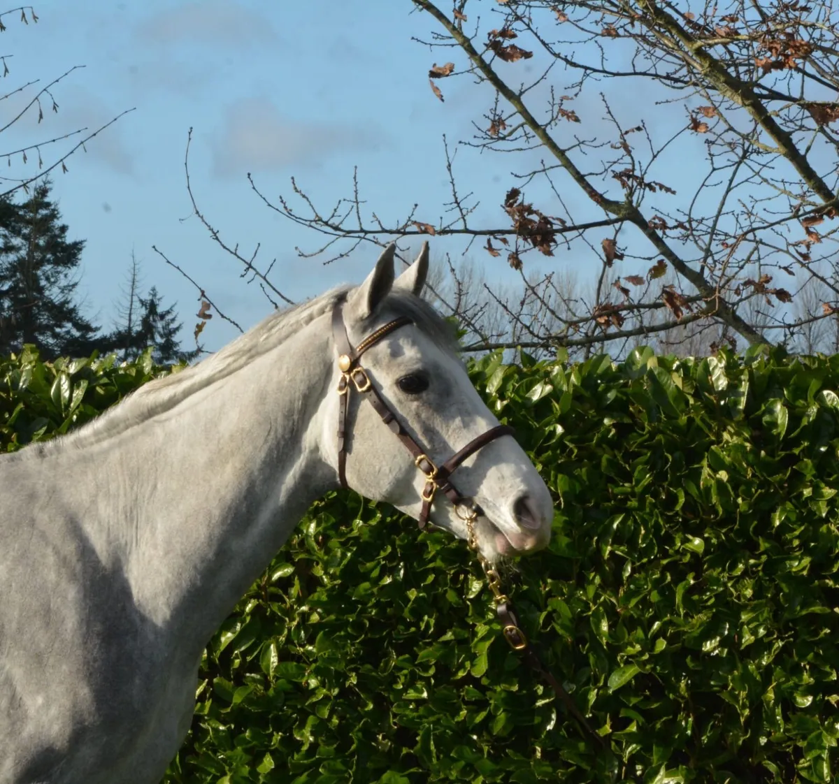 Lot 222 5th December Goresbridge - Image 3