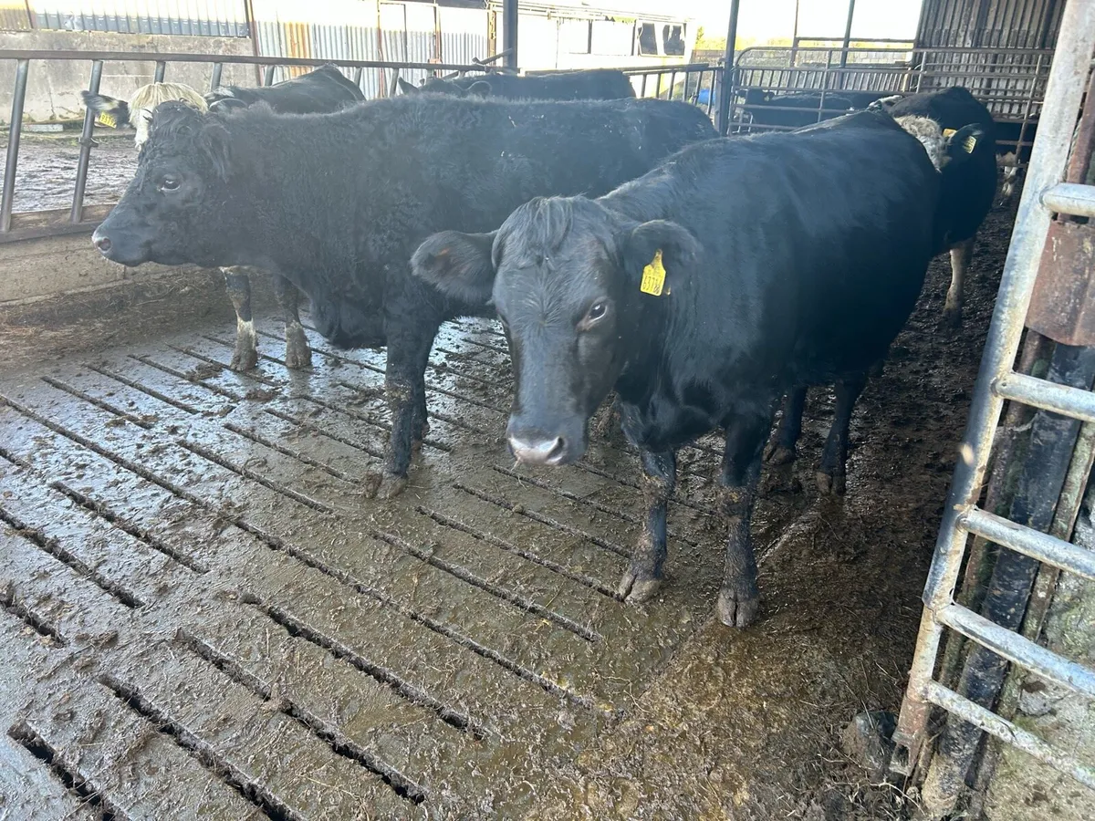 22incalf heiffers Hereford and Angus - Image 1