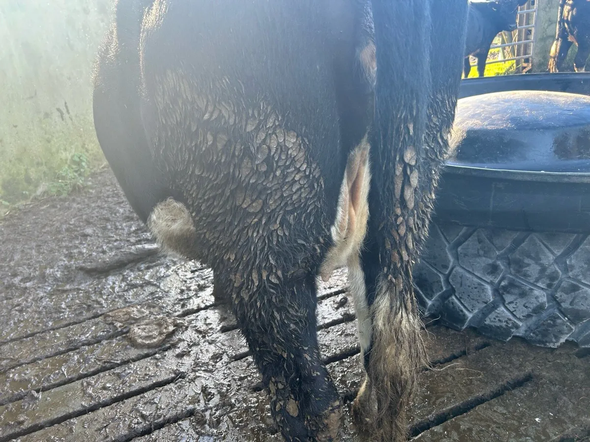 22incalf heiffers Hereford and Angus - Image 2