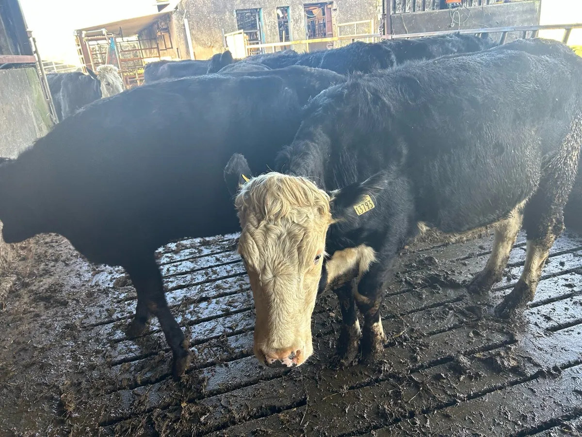 22incalf heiffers Hereford and Angus - Image 3