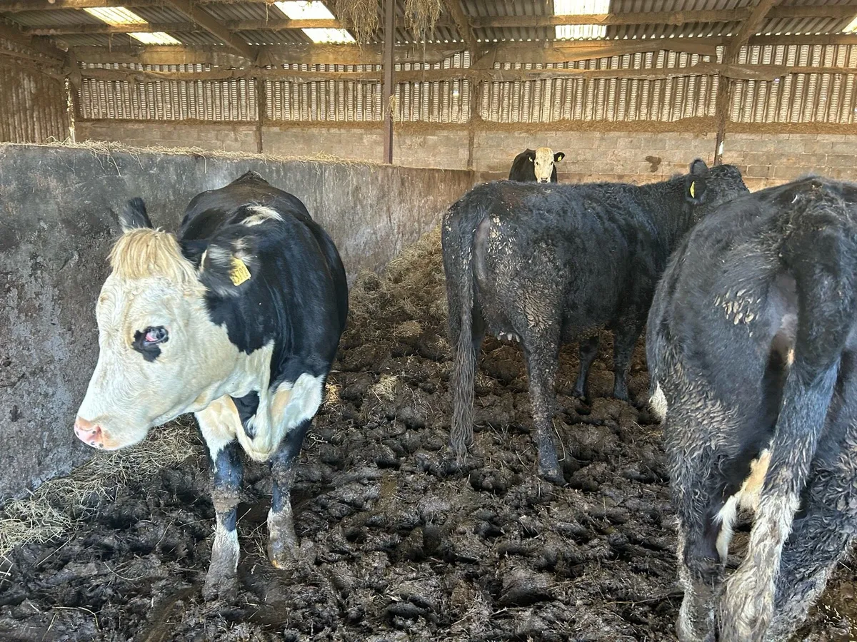 22incalf heiffers Hereford and Angus - Image 4