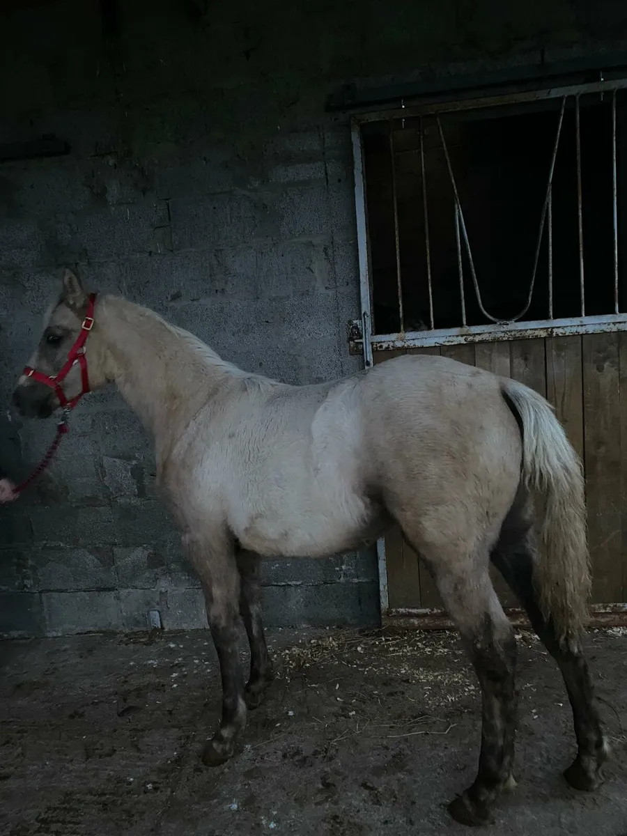 Connemara Foals - Image 1
