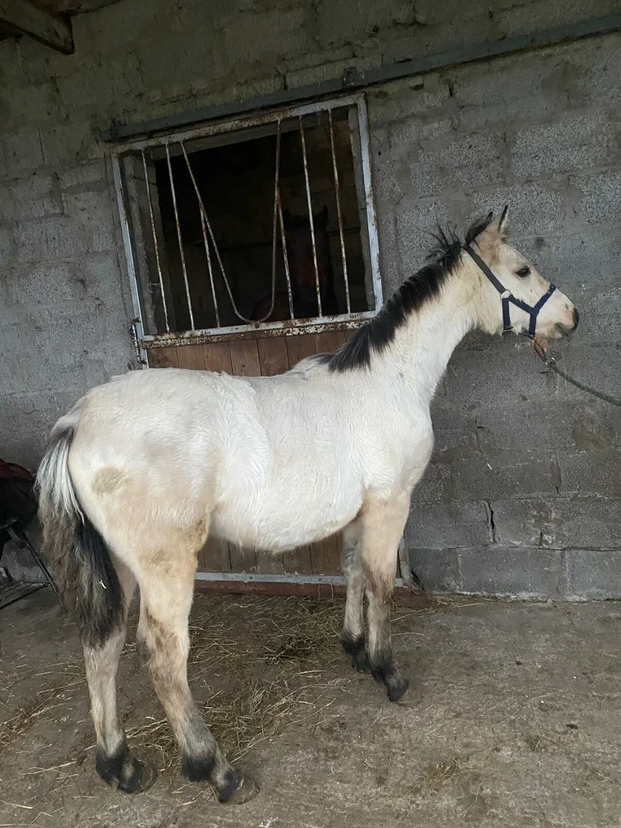 Connemara Foals - Image 2