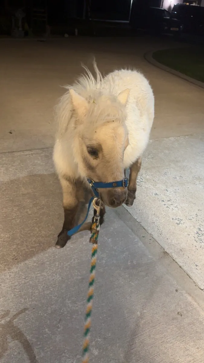 Fella Bella - Image 1