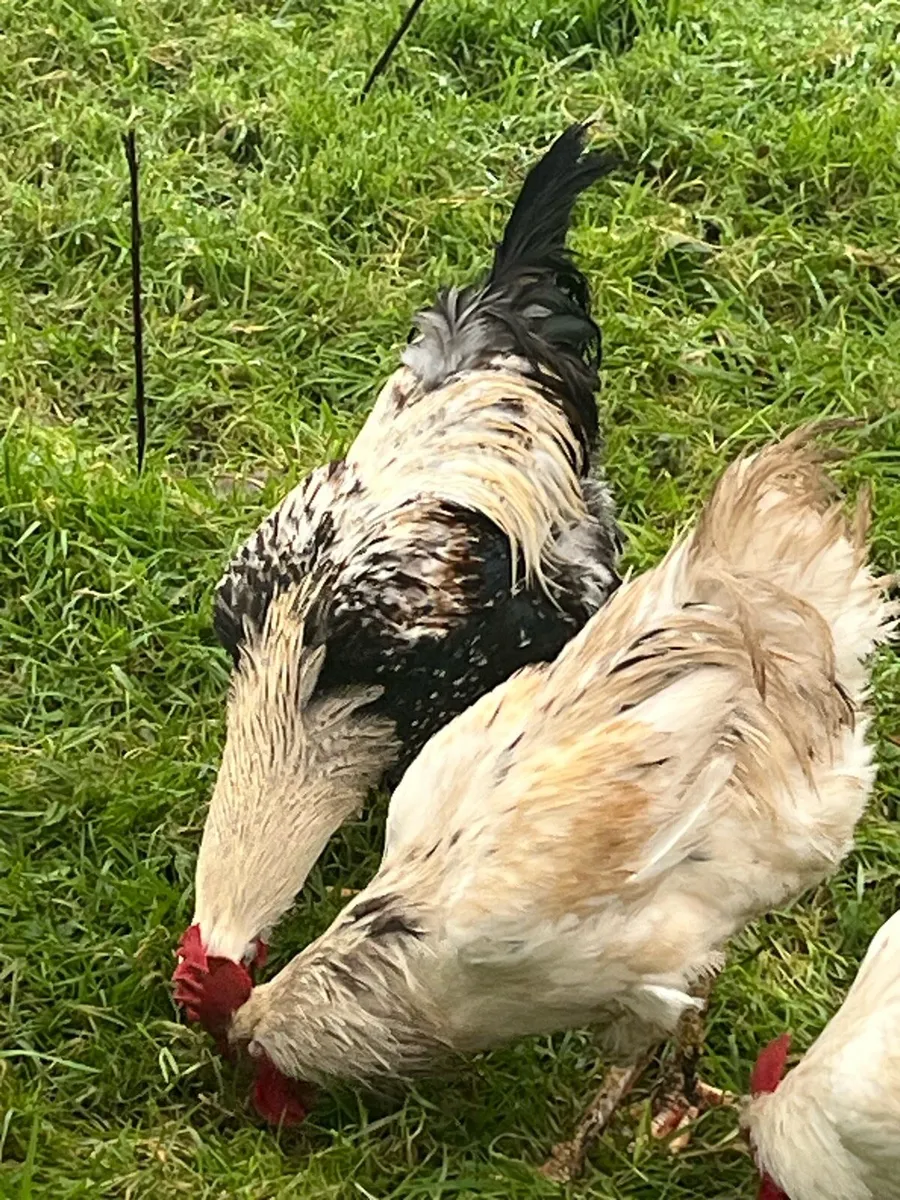 Poultry rooster - Image 1