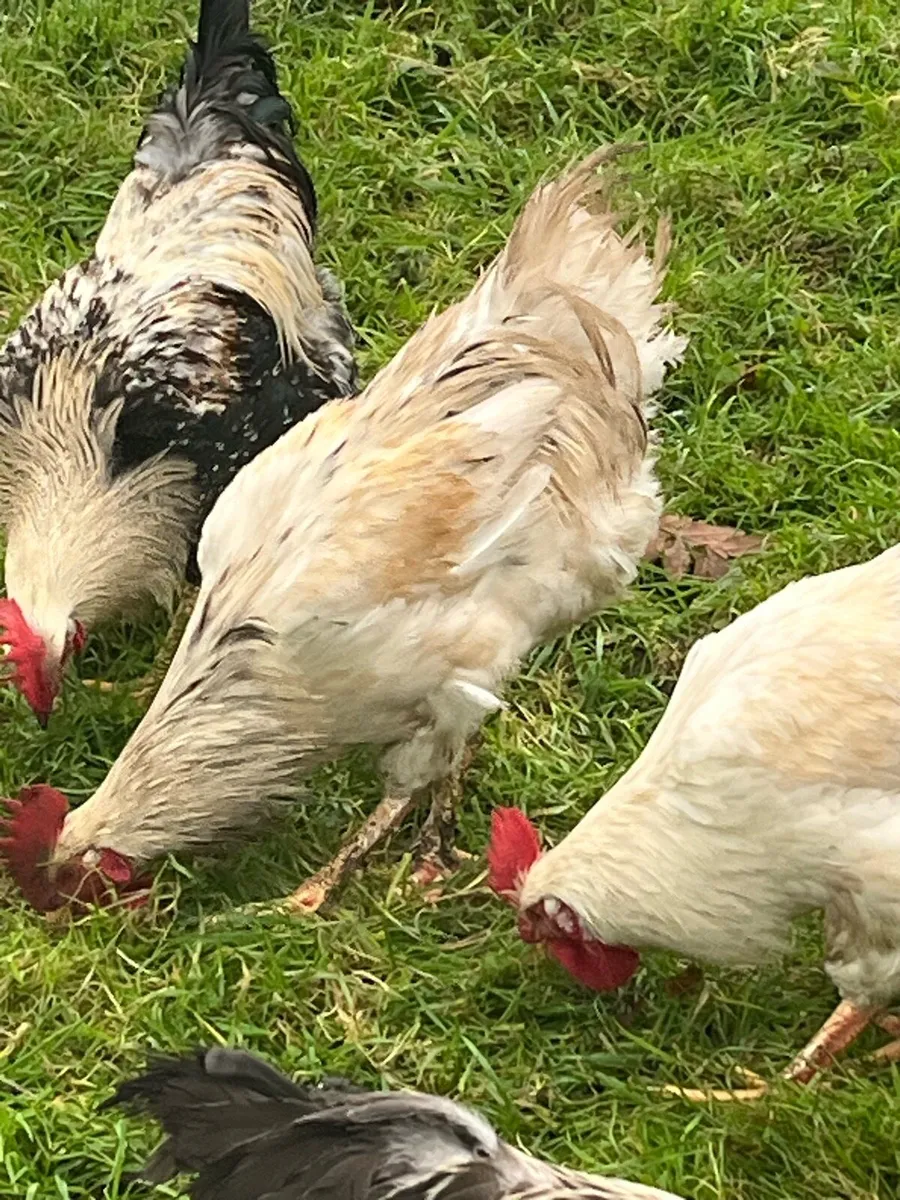 Poultry rooster - Image 2