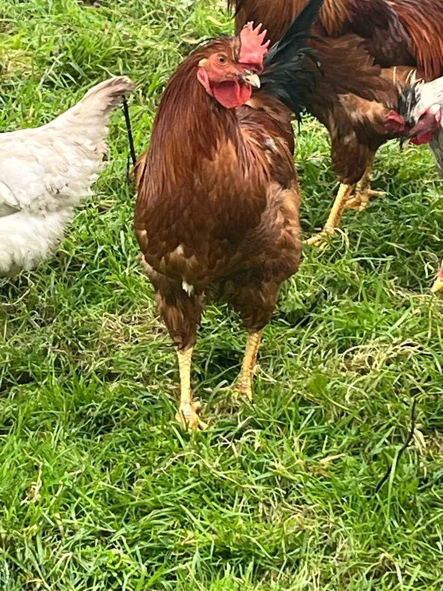 Poultry rooster - Image 3