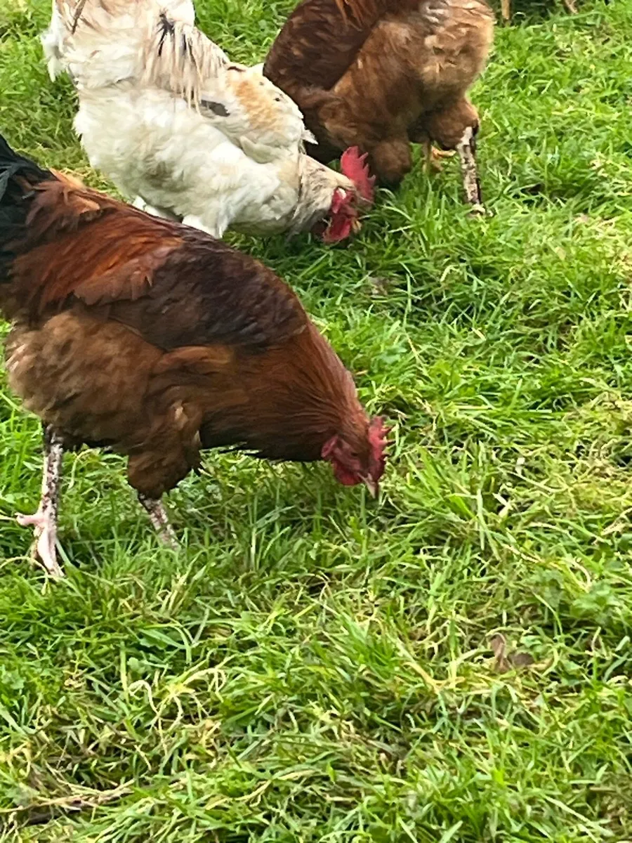 Poultry rooster - Image 4