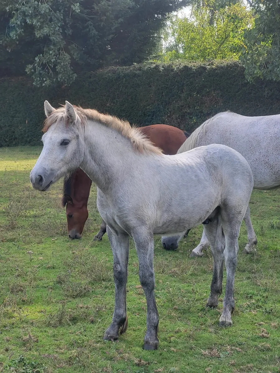 Connemara Pony - Image 1