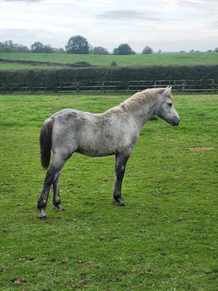 Connemara Pony - Image 2