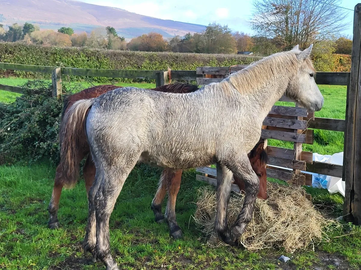 Connemara Pony - Image 3